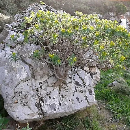 Flisvos Plakias